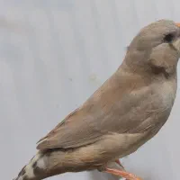 فنج اروپایی تازه بالغ خوش رنگ لپ سفید|پرنده|خمینی‌شهر, |دیوار