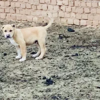 واگذاری توله نر