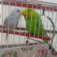 مرغ عشق|پرنده|کرمانشاه, |دیوار
