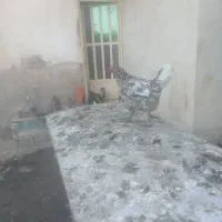 تعدادی مرغ و خروس به فروش میرسد