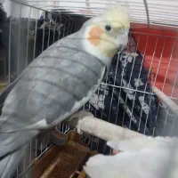 عروس هلندی نر