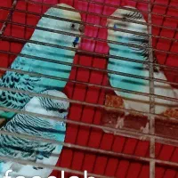 پرنده و قفس|پرنده|رشت, آب و برق|دیوار