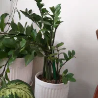 تعدادی گل طبیعی با گلدان|گل و گیاه طبیعی|پردیس, فاز ۱۱|دیوار