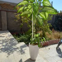 گل دیفن بزرگ|گل و گیاه طبیعی|فیروزه, |دیوار