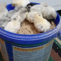 جاپنیز.لاکندزی.گردن لخت|حیوانات مزرعه|تهران, زرکش|دیوار