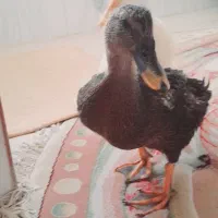 دو عدد اردک|پرنده|کوهدشت, |دیوار