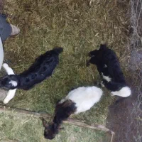 بزغاله|حیوانات مزرعه|سراجو, |دیوار