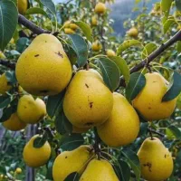 تولید نهال گلابی شاه میوه|خدمات باغبانی و درختکاری|فریدونشهر, |دیوار