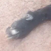 سگ قدرجونی|سگ|پلدختر, |دیوار