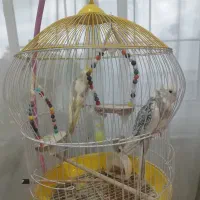 فروش عروس هلندی ، نر و ماده (جفت)