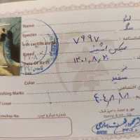 سگ شناسنامه دار معاوضه با پرنده