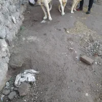 کانگال|سگ|دشتک, |دیوار