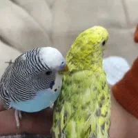 مرغ عشق نروماده همراه باقفس