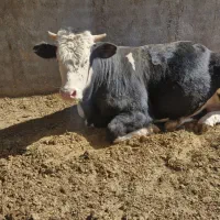 سلام ۱راس گوساله چاق سیمینتال