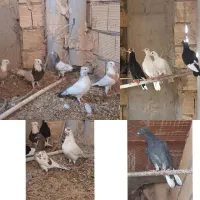 انواع کفتر