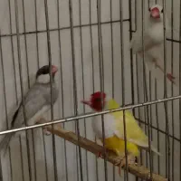 فنج گلدین با نرگسی