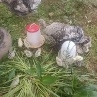 جوجه بوقلمون