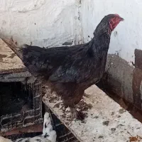 مرغ برهما یک سال و نیم