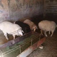 گوسفند نرگوزلی خوش گوشت