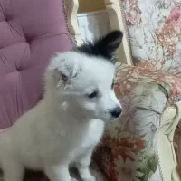 چیکو کوچولو