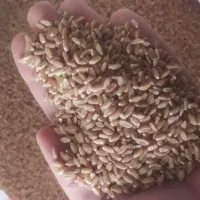 گندم مرغوب آفتاب