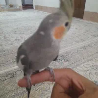 عروس هلندی سالم|پرنده|قم, محمد آباد|دیوار