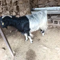 بز آبستن|حیوانات مزرعه|دهدشت, |دیوار