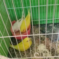 چهار تا جوجه مرغ عشق نژاد خوب