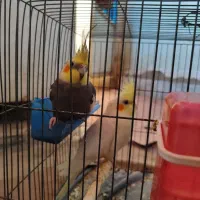 عروس هلندی جفت نرماده|پرنده|بافق, |دیوار