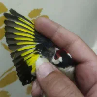 سهره چهار گل خوشتیپ