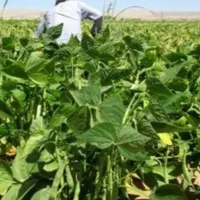 گروه کارگرکارکشاورزی به صورت گروهی