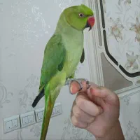 ملنگو اهلی نر