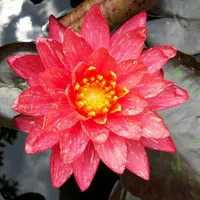 فروش نیلوفر آبی و گیاهان آبزی