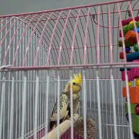 عروس هلندی|پرنده|تالش, هشتپر|دیوار