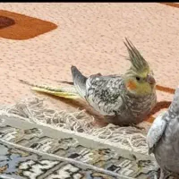 عروس هلندی سالم و سرحال|پرنده|اردکان, |دیوار
