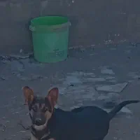 ورکلاین ماده شا توله ۵ ماه زرنگ و حرف گوشکن|سگ|نیشابور, هفده شهریور|دیوار