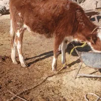 قیمت 140/000/000 تومان