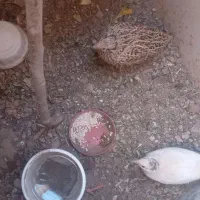 دوعدد بلدرچین ۴ ماهه