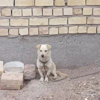 سگ روباهی کوچک نر