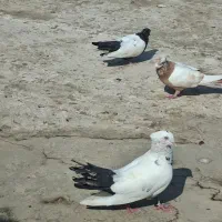 فروش قفس وکبوتر