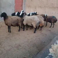 مجموعه بزرگ گوسفند شال و بره|حیوانات مزرعه|کرمان, |دیوار