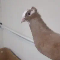 زرد پلنگ گلی پلنگ