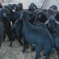 بره ماده قره قزل گوسفند میش قوچ شیشک افشار|حیوانات مزرعه|زنجان, |دیوار