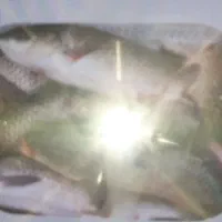 ماهی کپور کیلوی فروشی