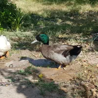 فروش اردک|حیوانات مزرعه|جلفا, |دیوار