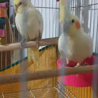 جوجه عروس هلندی|پرنده|کرمان, |دیوار