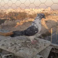 کفتر کبوتر جفت