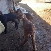 فروش بره|حیوانات مزرعه|مشگین شهر, |دیوار