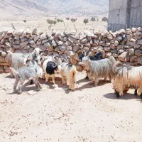 فروشی