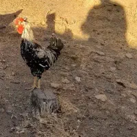 خروس لهستانی و رسمی|حیوانات مزرعه|بهار, |دیوار